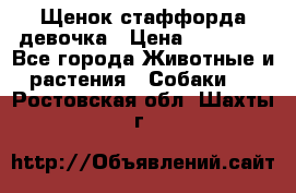 Щенок стаффорда девочка › Цена ­ 20 000 - Все города Животные и растения » Собаки   . Ростовская обл.,Шахты г.